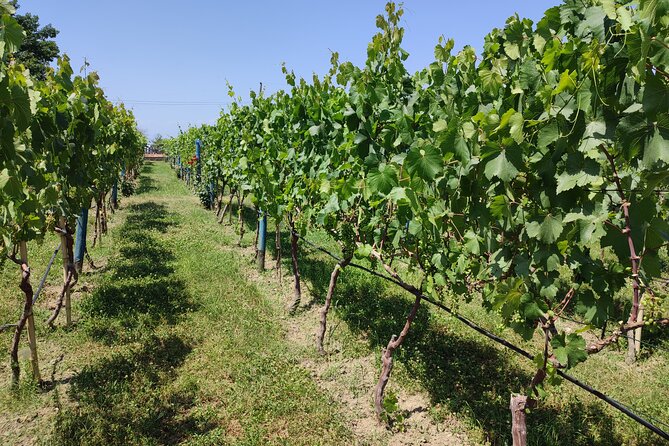 4 Group Tours Including Airport Transfers - Day Four: Kakheti Bread, Monasteries, and Wine Tunnels
