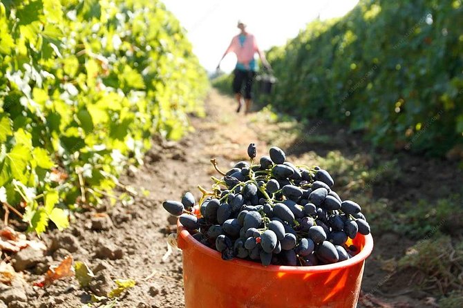 Adjarian Mountains Waterfalls Wine Tour Best views from Batumi Kobuleti - What the $238.28 price really means