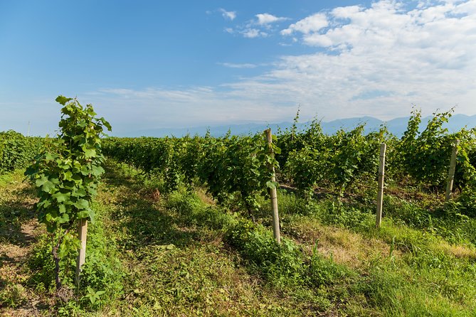 Highlights of Kakheti region-Signagi,Bodbe,Wine tasting(Private Tour) - Four Hours to Walk Sighnaghi