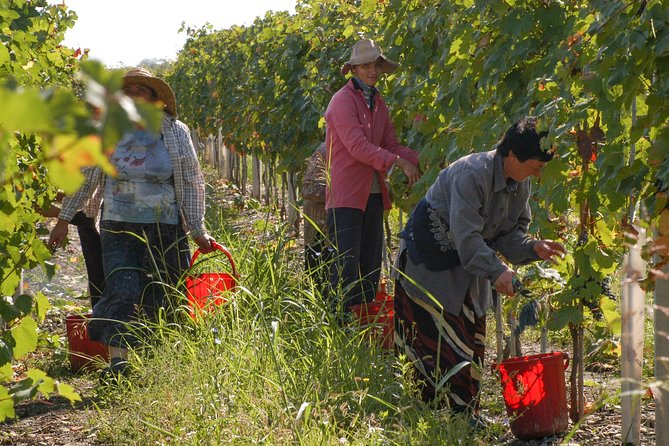 Highlights of Kakheti region-Signagi,Bodbe,Wine tasting(Private Tour) - Small Details That Improve the Day