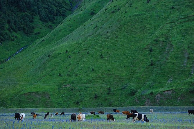 Kazbegi Adventure - Private Day Trip From Tbilisi with a Dinner + Masterclass - Why this Kazbegi day trip works
