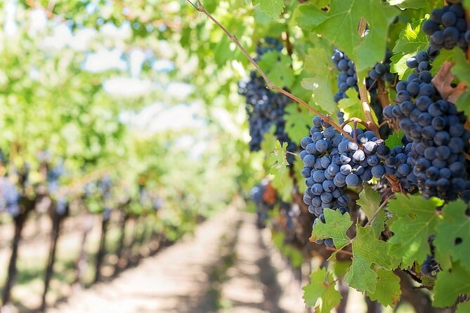 Private Day Trip to Kakheti Wine Region Including Wine Tasting - What the $39 price really buys