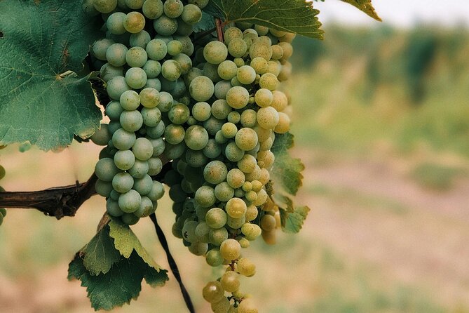 Private Day Trip to Kakheti Wine Region Including Wine Tasting - Leaving Tbilisi in a private car