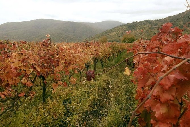 Private Tour to Mtskheta and Georgian Wine Tasting from Tbilisi - A traditional Mtskheta lunch breaks up the sightseeing