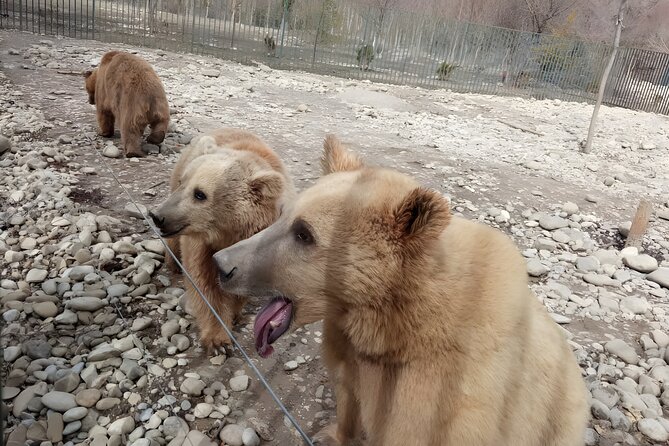 Tbilisi: Sabaduri Forest, Georgian Stonehenge & Bear Sanctuary - Key points to know before booking