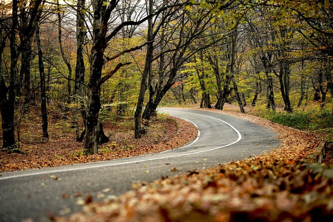 Whole day Wine Tour to Kakheti from Tbilisi - Telavi combines royal history, an old tree, wine, and lunch