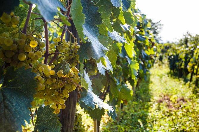 WINE & DINE Tour from Kutaisi - What the guide adds to the afternoon